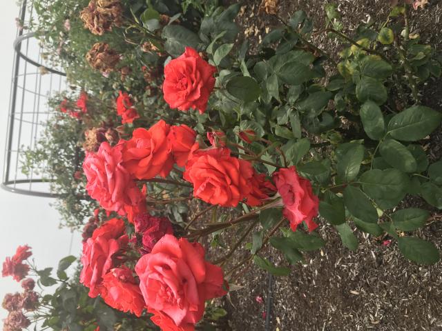 大野町バラ公園へのまなみさんのレビュー写真