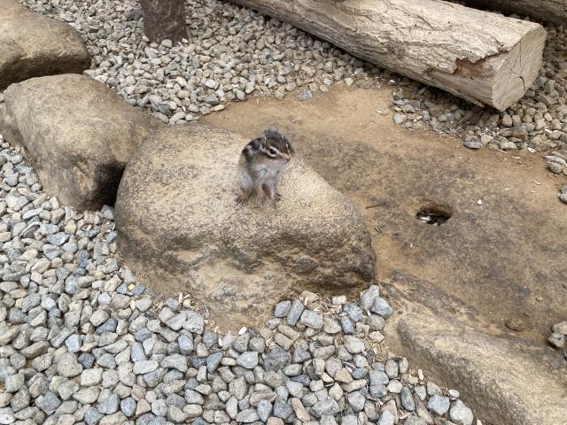 リスの森へのまなみさんのレビュー写真