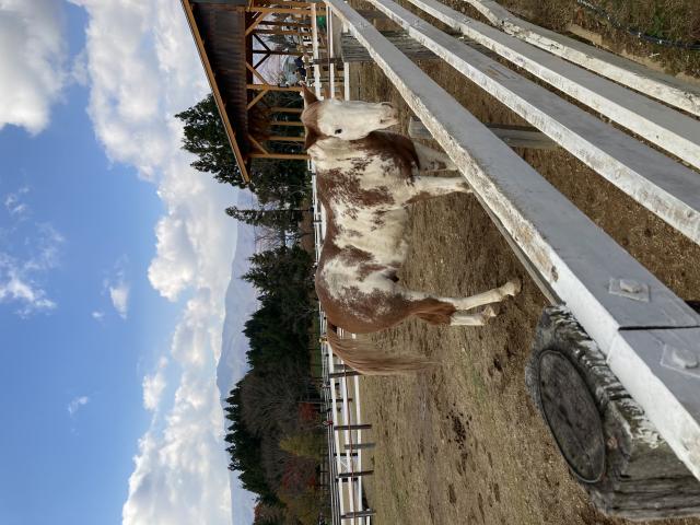 ひるがの高原　牧歌の里へのまなみさんのレビュー写真