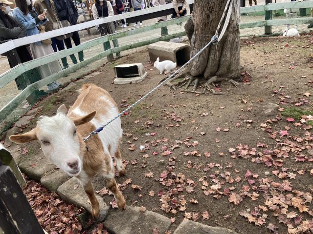 ひるがの高原　牧歌の里へのまなみさんのレビュー写真
