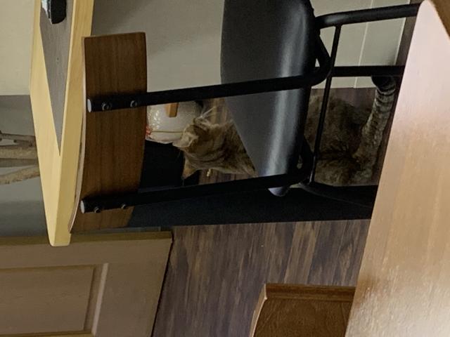 Cafe Inuiへのポニョさんのレビュー写真