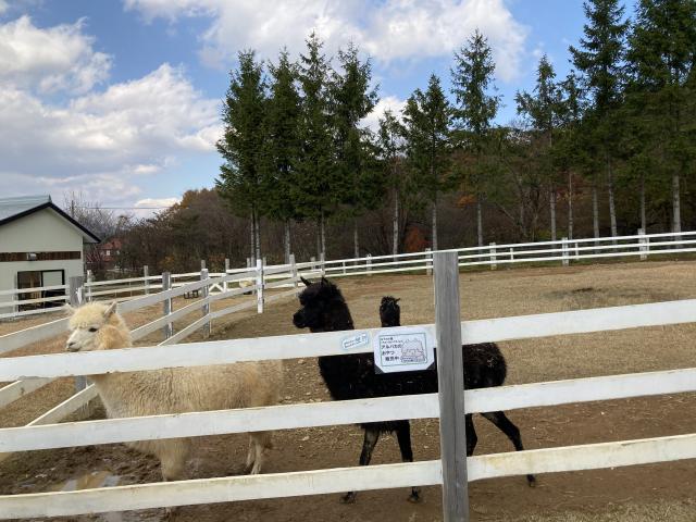 ひるがの高原　牧歌の里へのまなみさんのレビュー写真