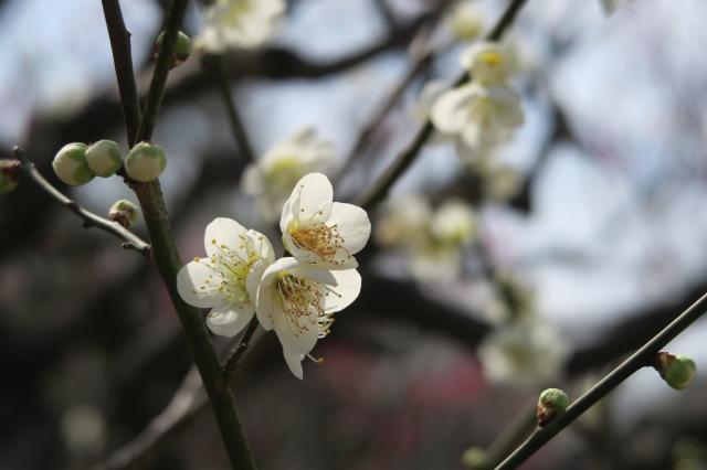 蘇原自然公園へのみずほのトヤマさんのレビュー写真