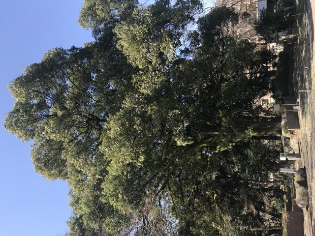 岐阜護國神社への岐阜の食いしん坊担当さんのレビュー写真