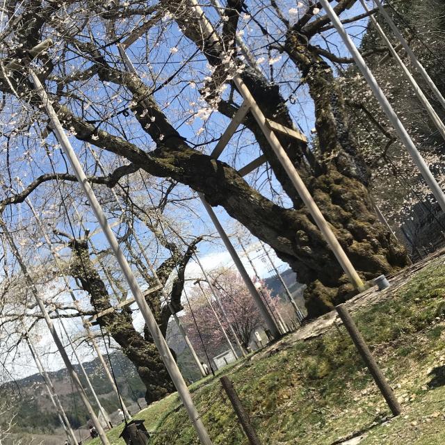 荘川桜のレポート写真1（岐阜の食いしん坊担当）