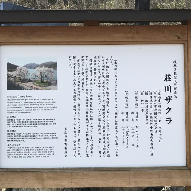 荘川桜のレポート写真2（岐阜の食いしん坊担当）