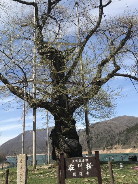 荘川桜のレポート写真5（岐阜の食いしん坊担当）