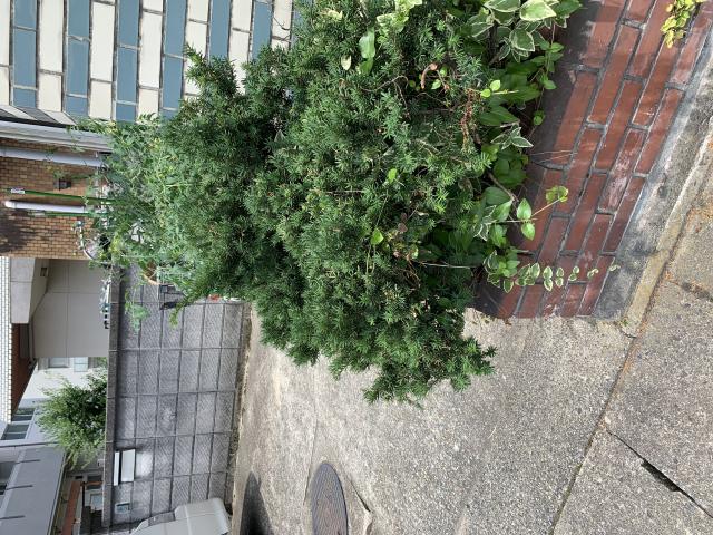 まいるどへのポニョさんのレビュー写真