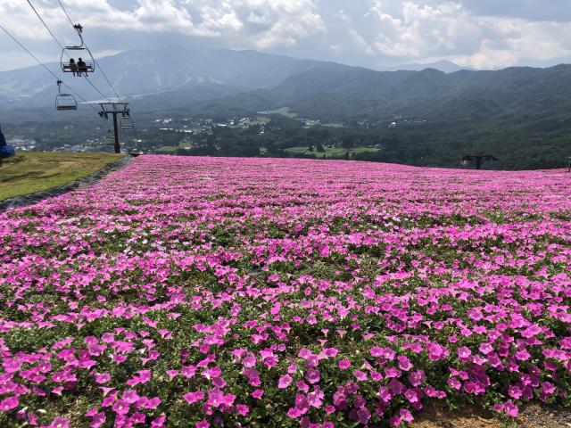 ひるがのピクニックガーデンへのにしこさんのレビュー写真