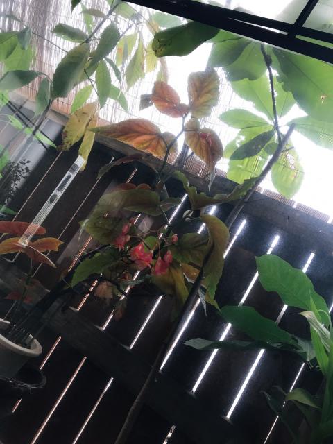 きっちん百音への岐阜の食いしん坊担当さんのレビュー写真