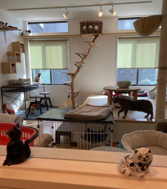 くつろぎ猫カフェ noraraへの岐阜の食いしん坊担当さんのレビュー写真
