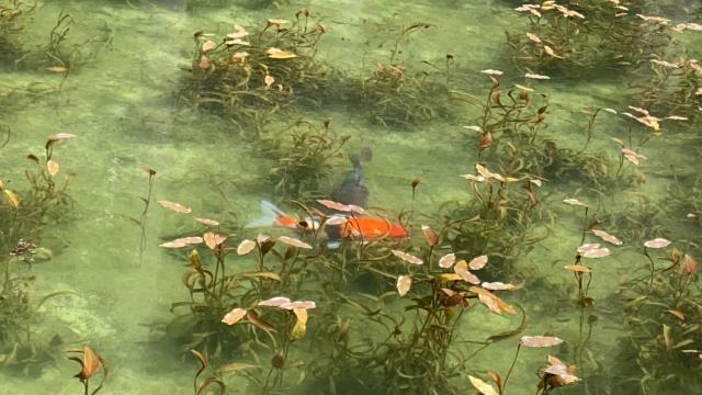 名もなき池(モネの池)へのちぃーたんさんのレビュー写真