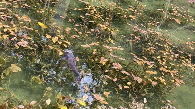 名もなき池(モネの池)へのちぃーたんさんのレビュー写真