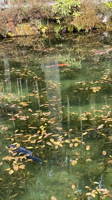 名もなき池(モネの池)へのちぃーたんさんのレビュー写真