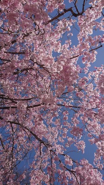岐阜公園へのヨゼさんのレビュー写真
