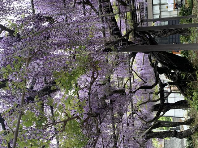 竹鼻別院へのポニョさんのレビュー写真