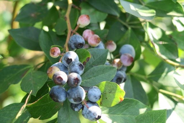 木曽三川 ブルーベリーの里へのみずほのトヤマさんのレビュー写真