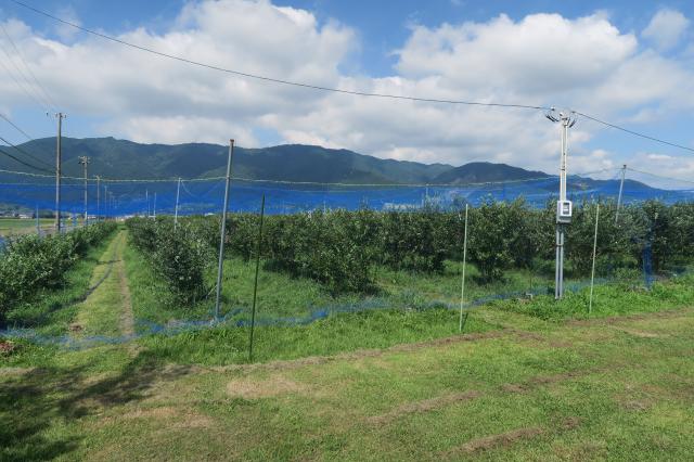 木曽三川 ブルーベリーの里へのみずほのトヤマさんのレビュー写真