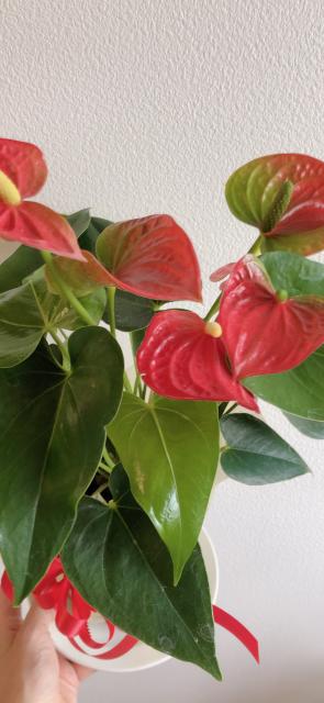 尾崎花園へのにしこさんのレビュー写真