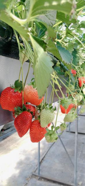 株式会社 つみつみいちごファームへのにしこさんのレビュー写真