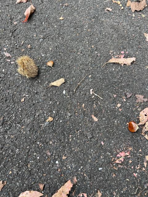 山県市四国山香りの森公園 香り会館へのまなみさんのレビュー写真