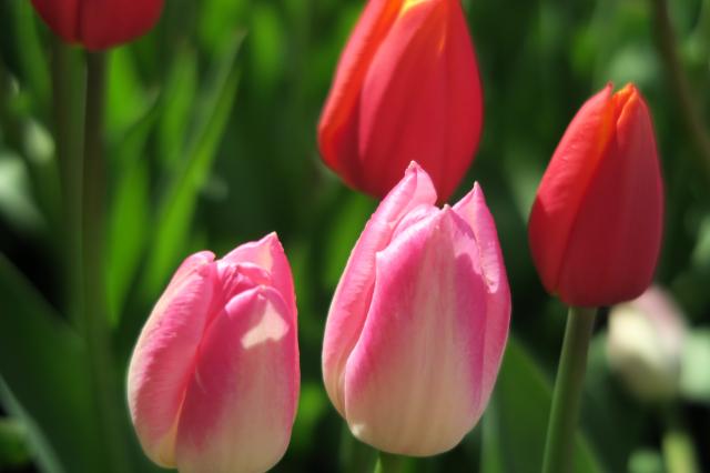 国営木曽三川公園センターへのみずほのトヤマさんのレビュー写真