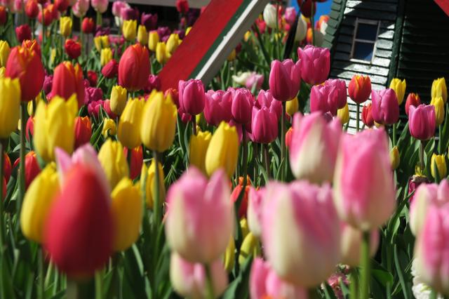 国営木曽三川公園センターへのみずほのトヤマさんのレビュー写真