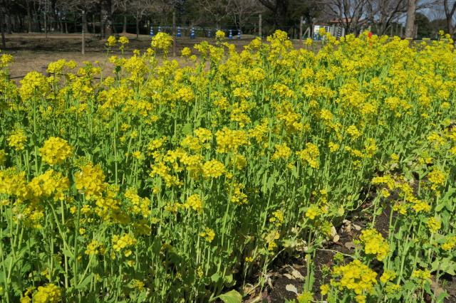 国営木曽三川公園センターへのみずほのトヤマさんのレビュー写真