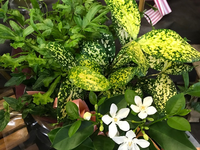 夏のギフトには、プリザーブドフラワー、ソープフラワー、観葉植物、多肉植物などがオススメ。暑い季節にも長く楽しめる。