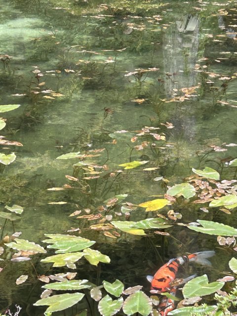 名もなき池(モネの池)へのまーちゃんさんのレビュー写真