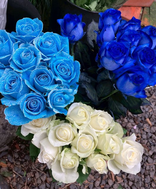 スーツや袴に映える青いバラの花束は、男性の成人式の贈り物に人気。
