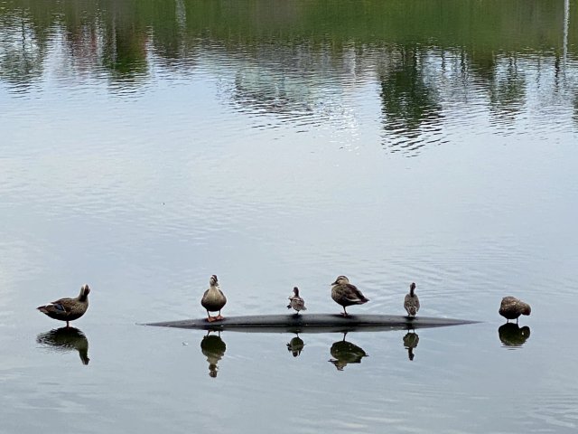 中池公園へのやすべぇさんのレビュー写真