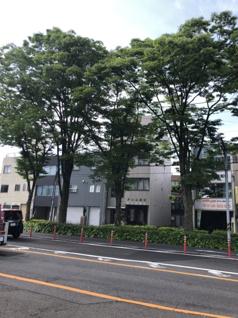 本郷町けやき並木への林雄介(作家、元官僚、林和志)さんのレビュー写真