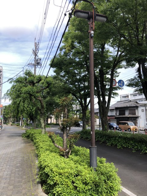 本郷町けやき並木への林雄介(作家、元官僚、林和志)さんのレビュー写真