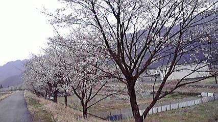 睦橋へのしまりすさんのレビュー写真