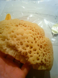 金蝶園総本家 本店のレポート写真1（さくら）