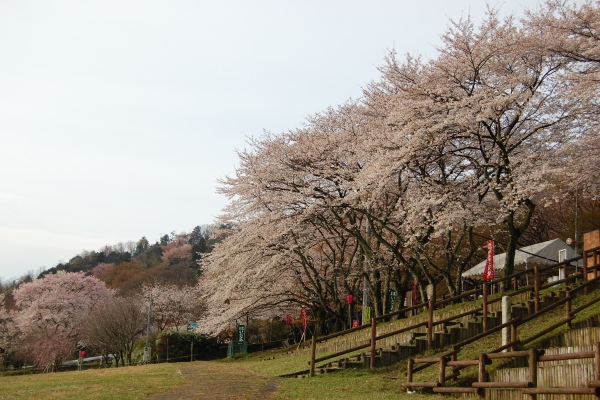 霞間ヶ渓公園のレポート写真1（ひろ）