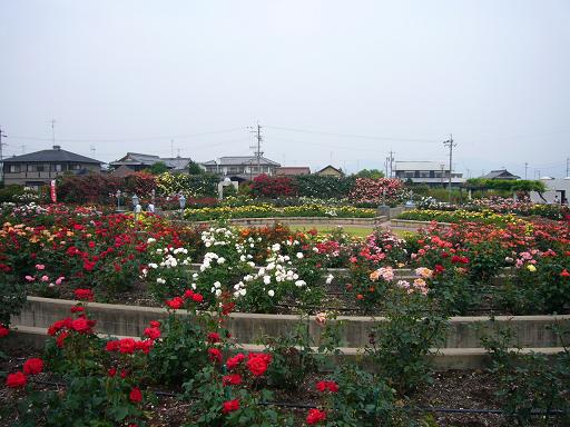大野町バラ公園のレポート写真1（レッツなミドル）