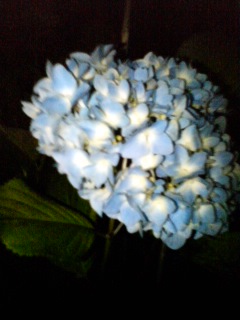 ほたる公園へのりな姫☆さんのレビュー写真