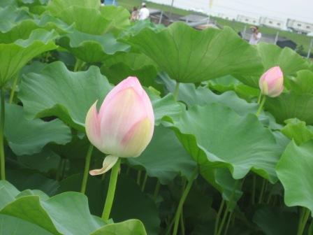 大賀ハス園へのにしこさんのレビュー写真