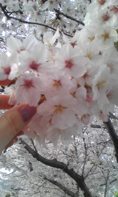 長良公園への姉さん☆さんのレビュー写真
