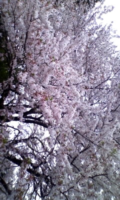 川原町の古い町並みのレポート写真1（あさみん）