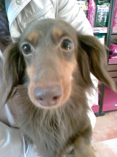 ドッグメッセキムラ本店へのｲｸﾗちゃんさんのレビュー写真