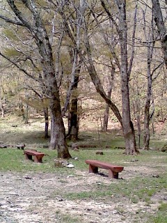 せせらぎ街道のレポート写真1（ｲｸﾗちゃん）