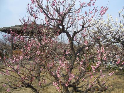 安八百梅園へのゆかそさんのレビュー写真
