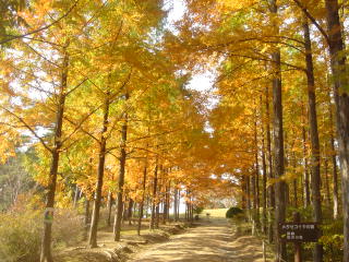 めい想の森へのゆふさんのレビュー写真