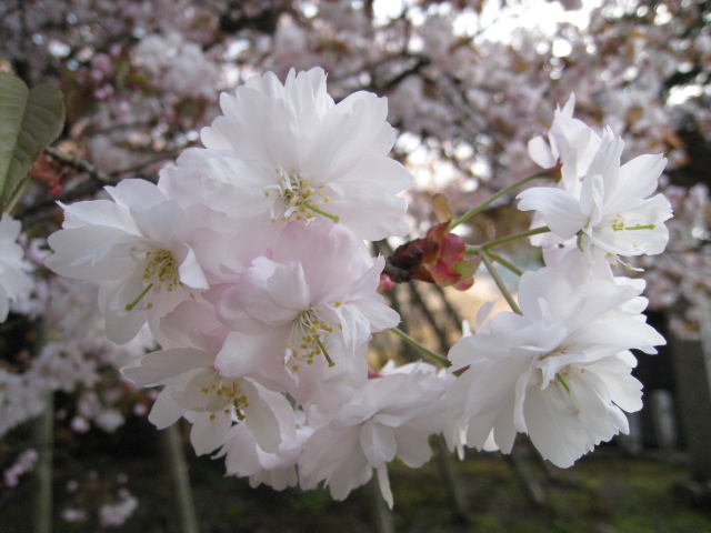 願成寺へのayu☆さんのレビュー写真