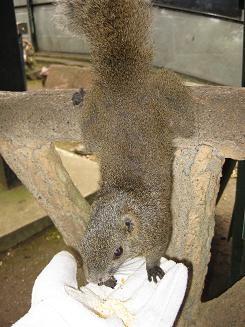 金華山リス村へのマトリョーシカさんのレビュー写真