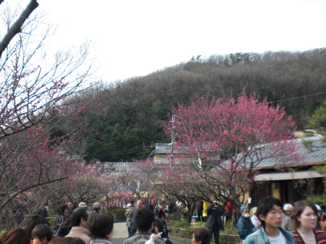 梅林公園のレポート写真2（レッツなシニア）