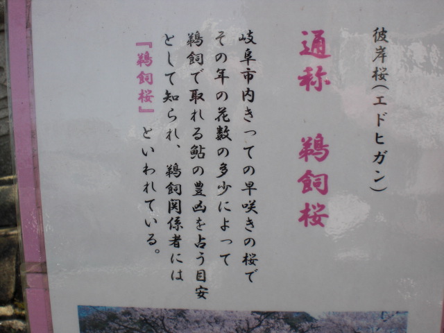 岐阜護國神社のレポート写真2（レッツなシニア）